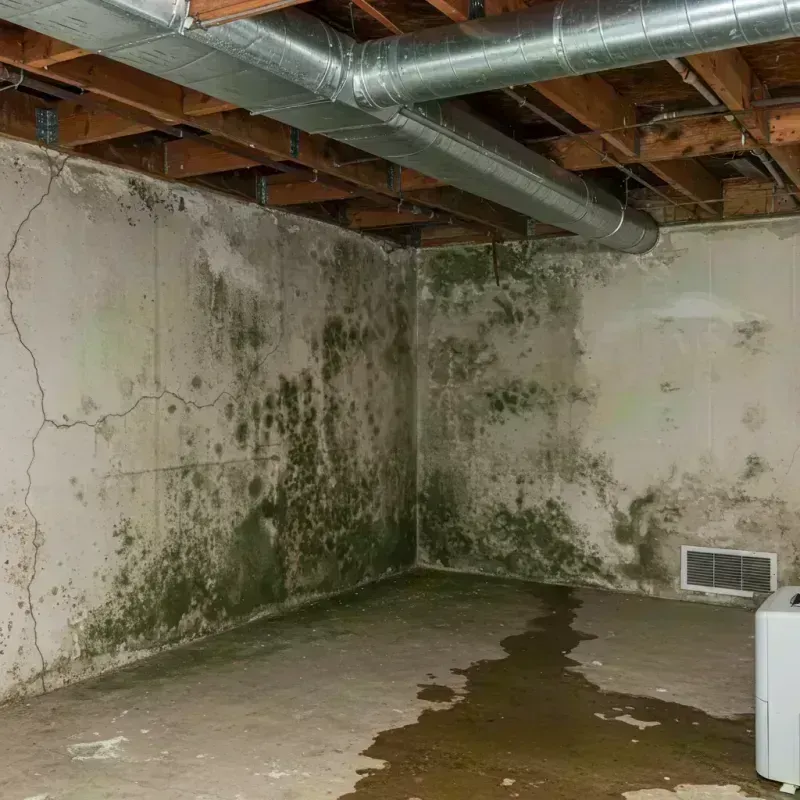 Professional Mold Removal in Rock Falls, IL